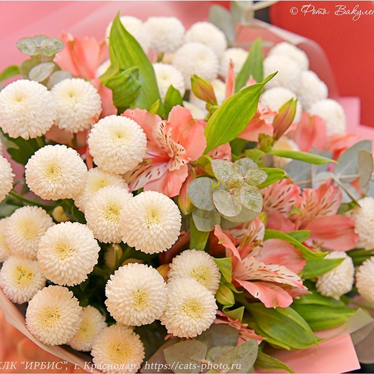 Отзывы. Фотограф анималист | семейный Юлия Вакуленко, г. Краснодар