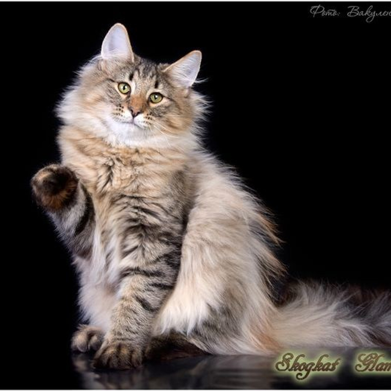 Отзывы. Фотограф анималист | семейный Юлия Вакуленко, г. Краснодар