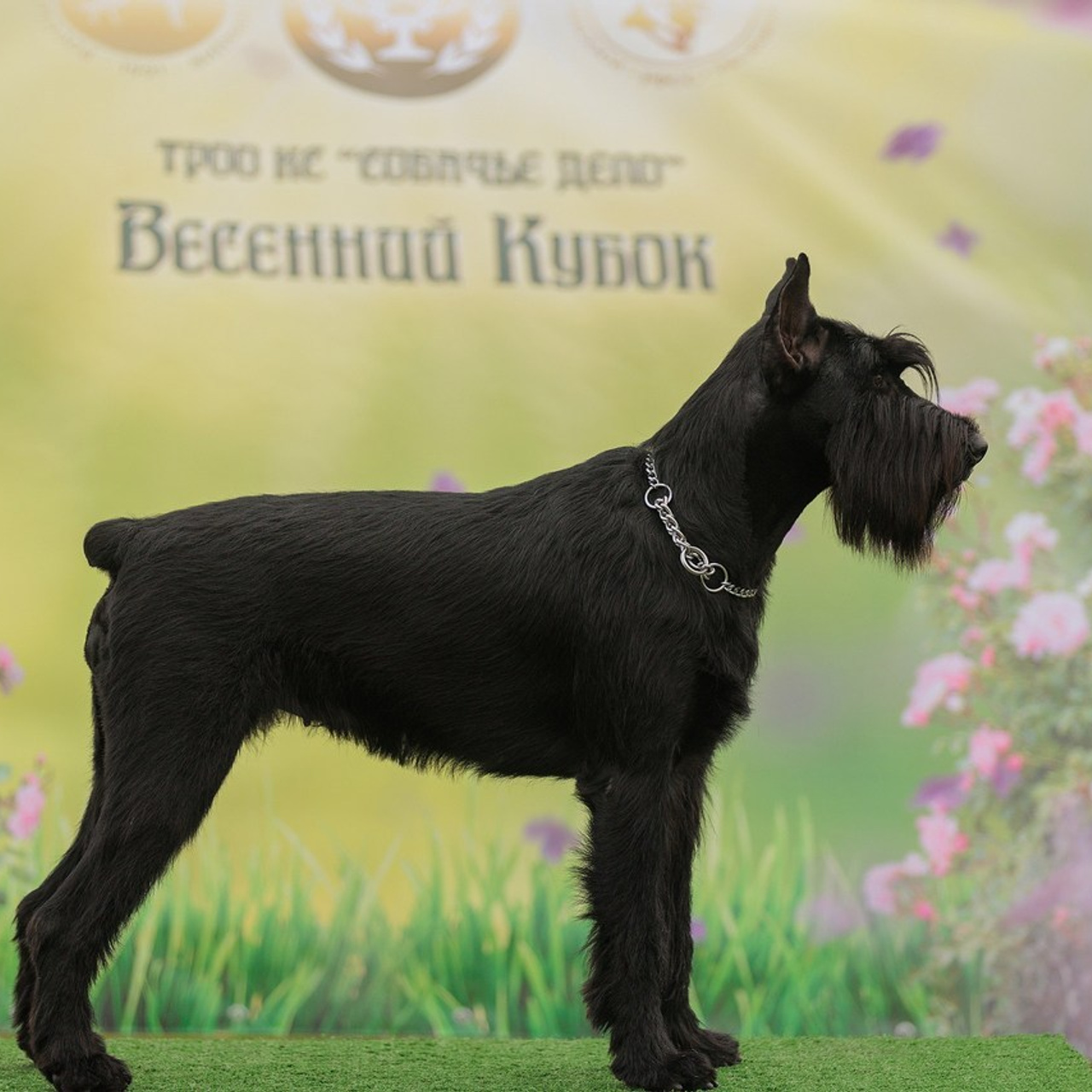 Отзывы. Конный фотограф Валынкина Лера