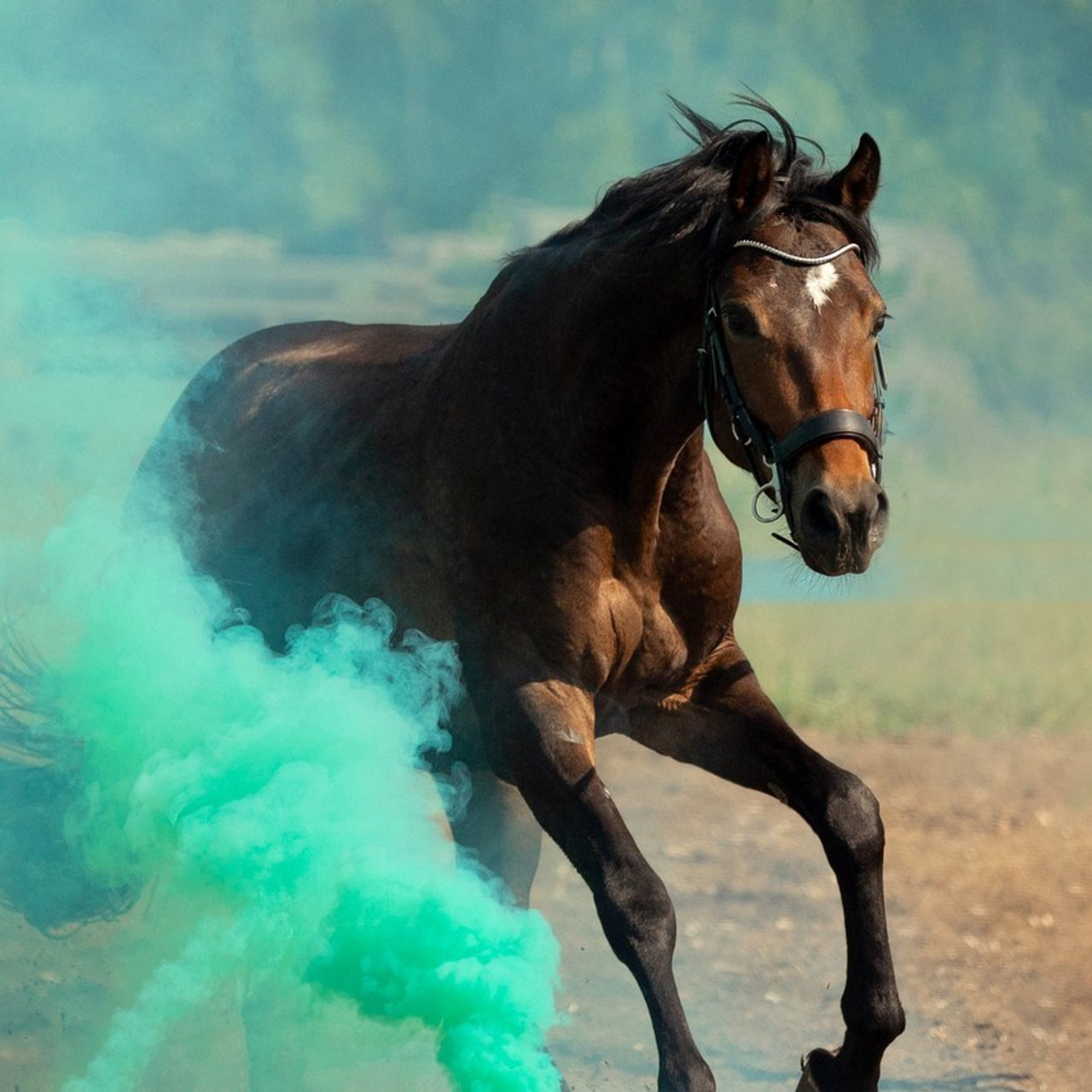 Отзывы. Конный фотограф Валынкина Лера