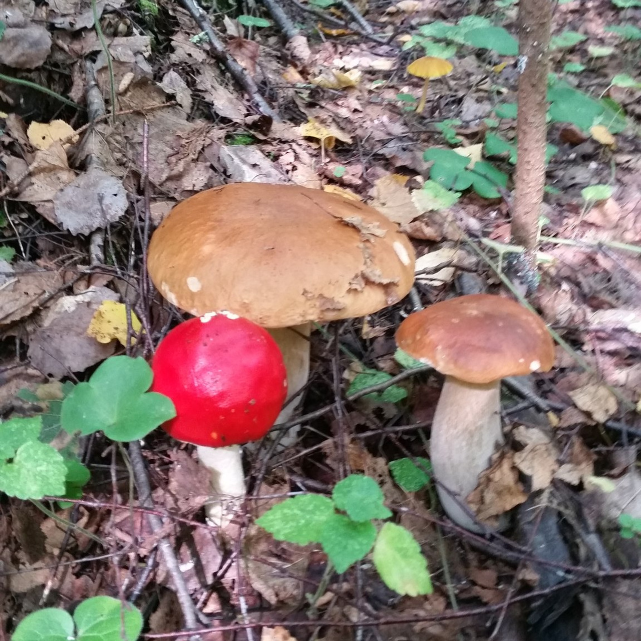 ОТЗЫВЫ. Детские программы Школа безопасности Новосибирск