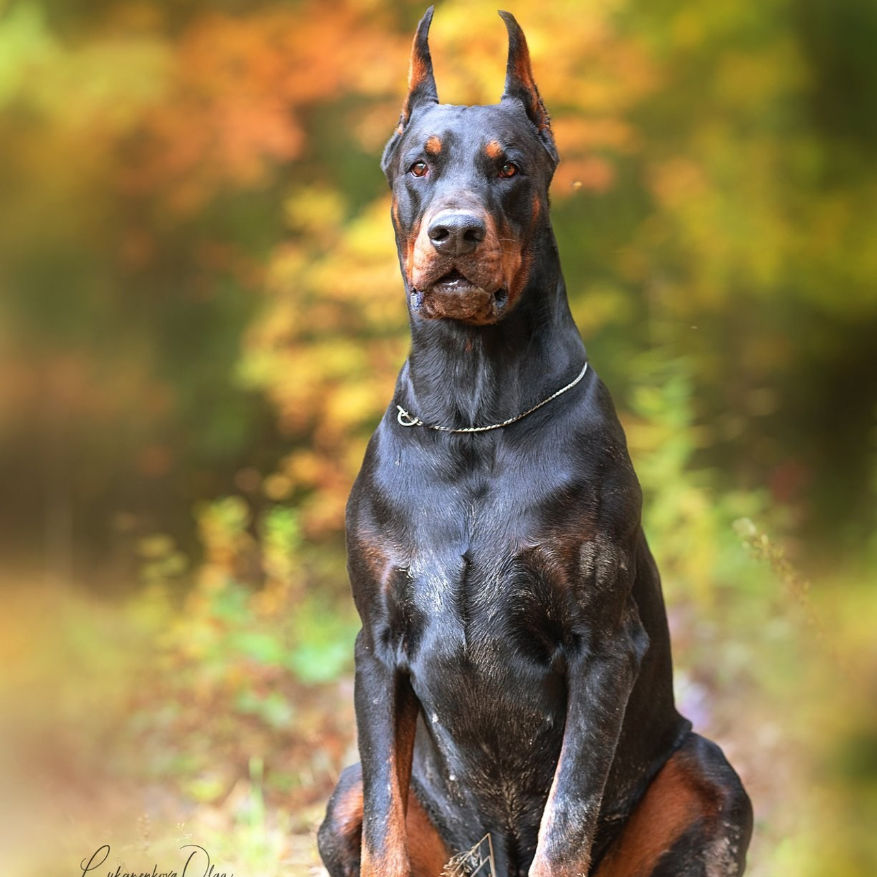 Ганс и Мика