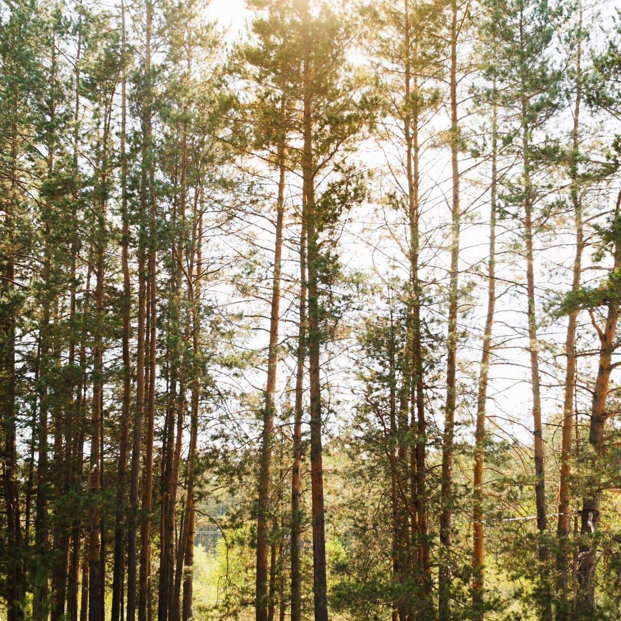 Отзывы. Свадебный фотограф Анастасия Бударина