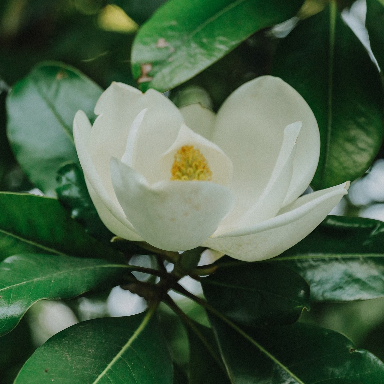 Отзывы. Бочарова Мария — школьный фотограф Апрелевка, Новая Москва, Московская область