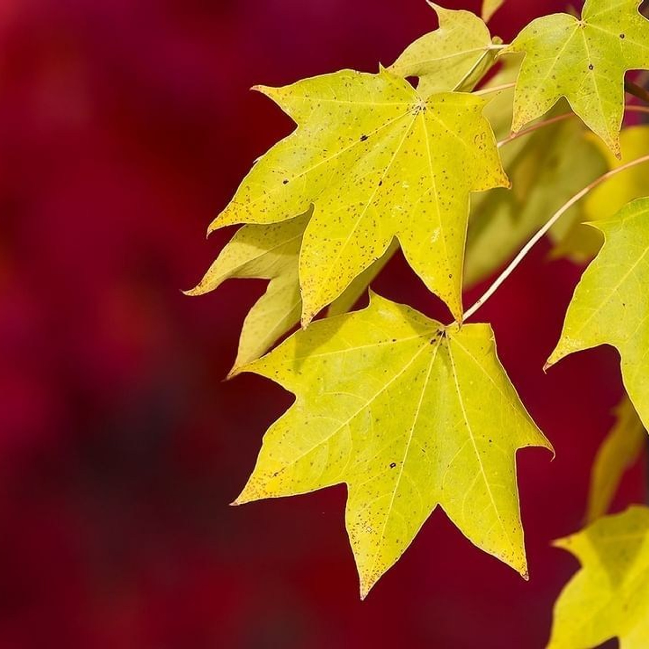 Отзывы. Бочарова Мария — школьный фотограф Апрелевка, Новая Москва, Московская область