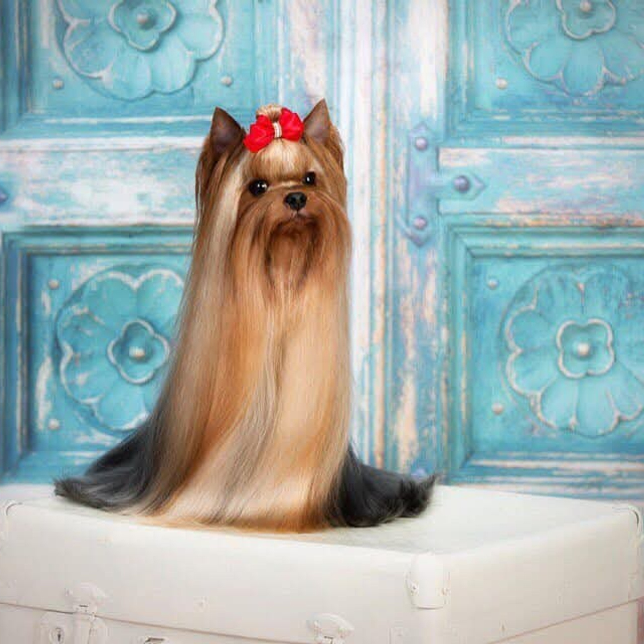 Vole'T Shou Lemonade — Rus, Blr, Club jun Ch, Rus, Club, Grand Ch.