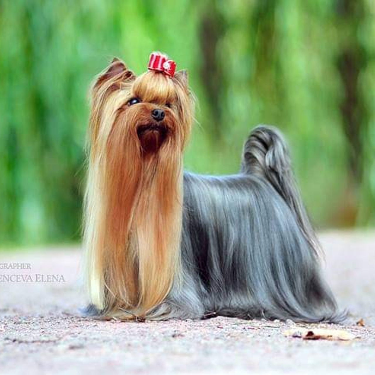 Vole'T Shou Noble Wine — Inter, Rus, Ukr, Blr, Mda, Aze, Grand Ch.