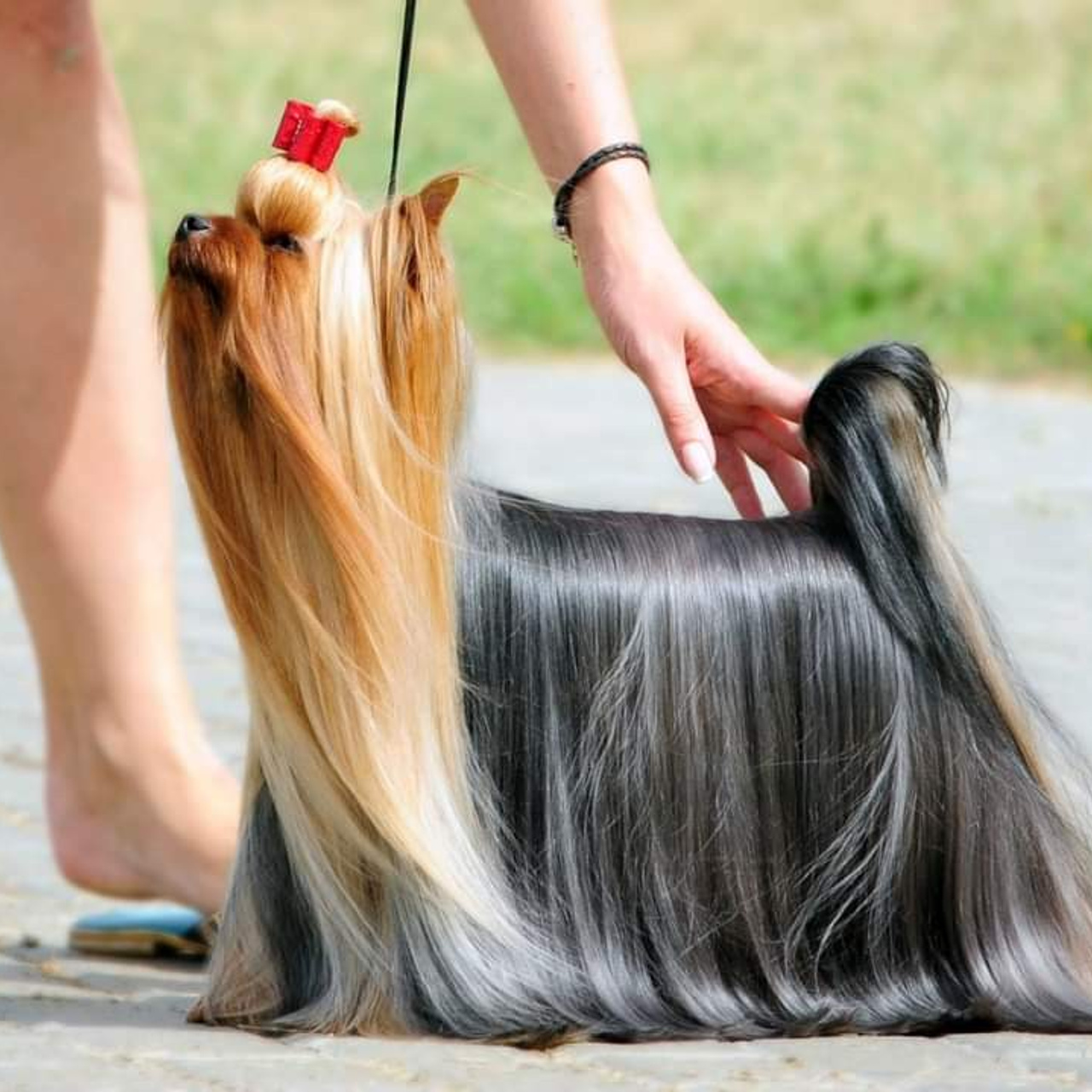 Vole'T Shou No Comment — WW, Interra, Inter, Ukr, Blr, Rom, Rus, Fin, Grand Ch.