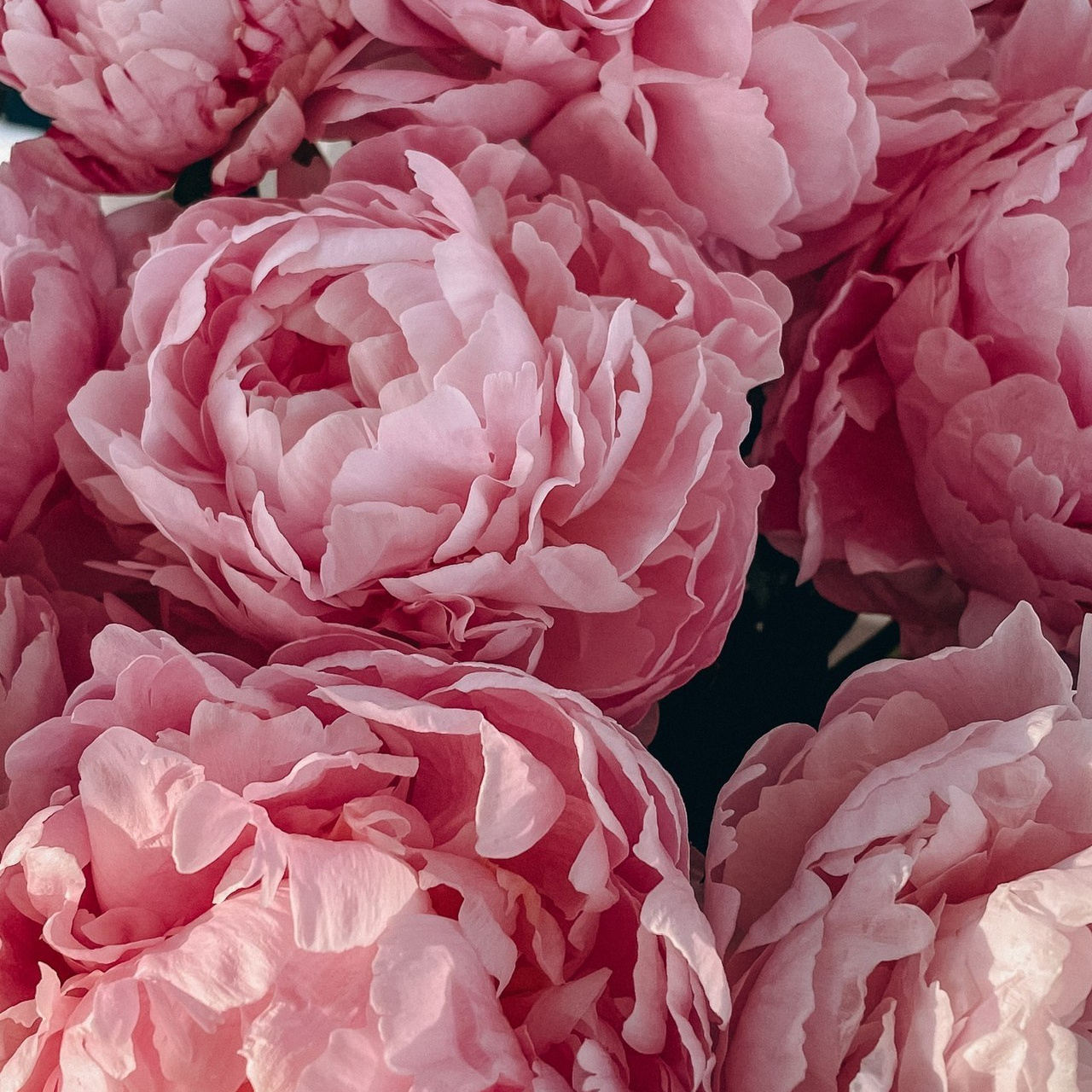 Отзывы о фотографе Милана Довгаль. Милана Довгаль - семейный фотограф и видеограф  в Адлере и Сочи