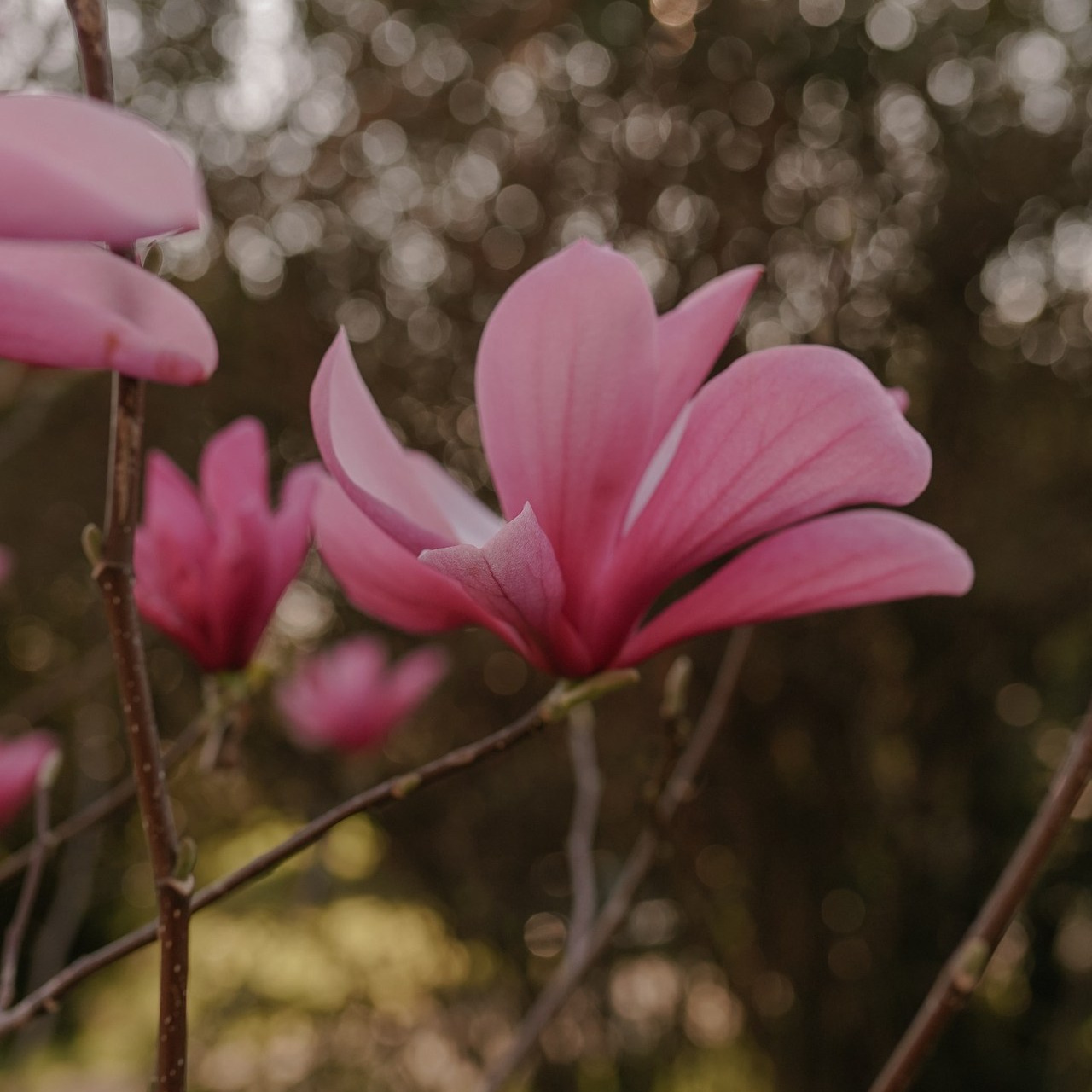 Отзывы о фотографе Милана Довгаль. Милана Довгаль - семейный фотограф и видеограф  в Адлере и Сочи