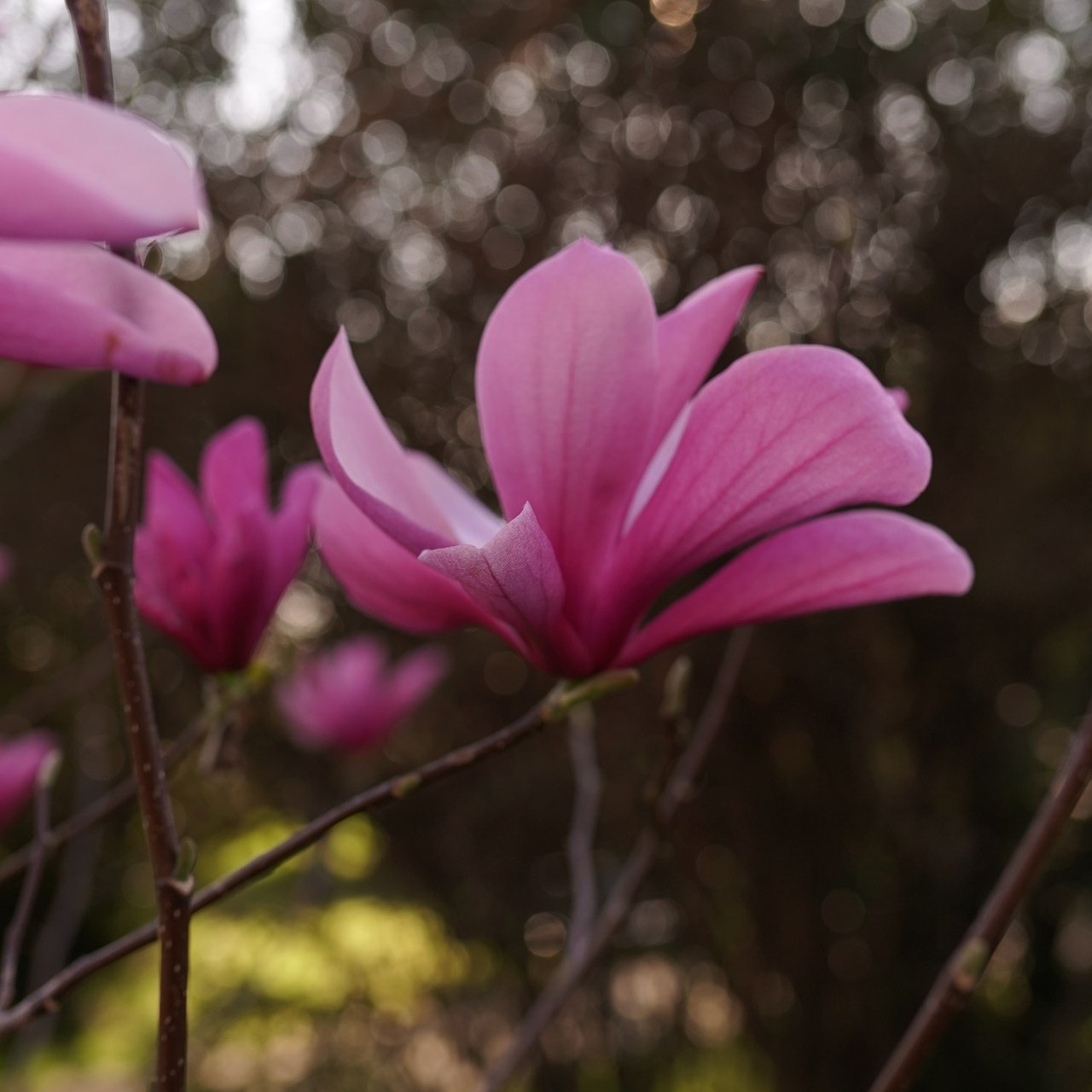 Отзывы о фотографе Милана Довгаль. Милана Довгаль - семейный фотограф и видеограф  в Адлере и Сочи