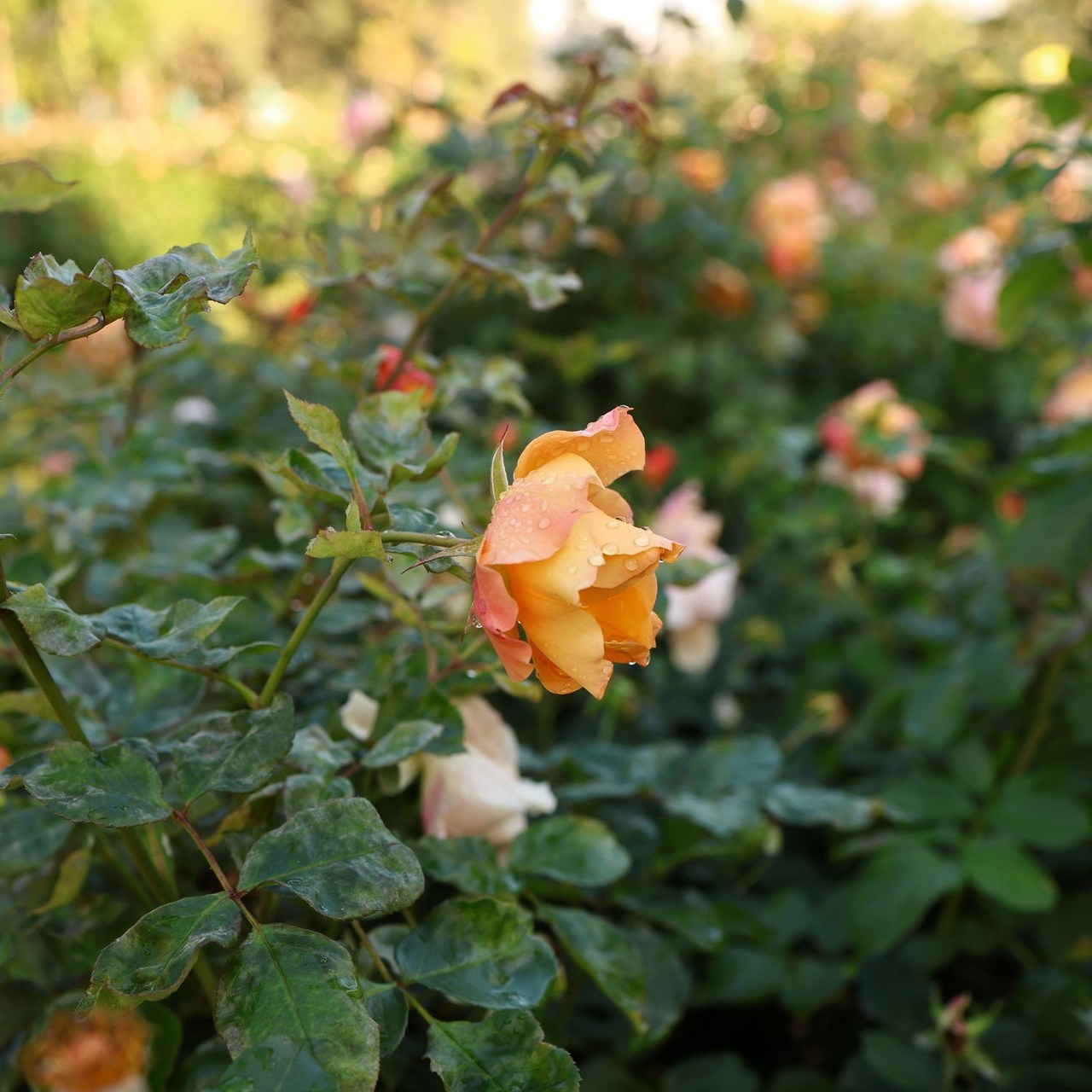 Отзывы. Свадебный и семейный фотограф в Воронеже Ксения Воротникова