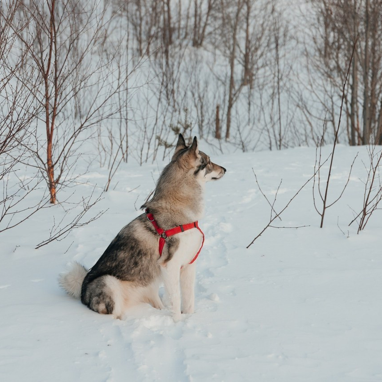 Отзывы. Фотограф Елена Пожарова. Мурманская область, Апатиты, Кировск, Хибины