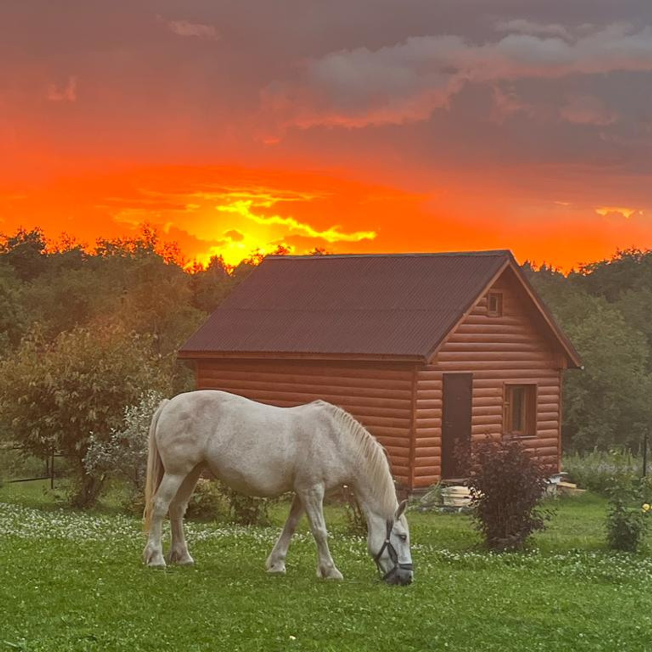 Эко отдых в Подмосковье в эко-отеле Марии Гиппенрейтер