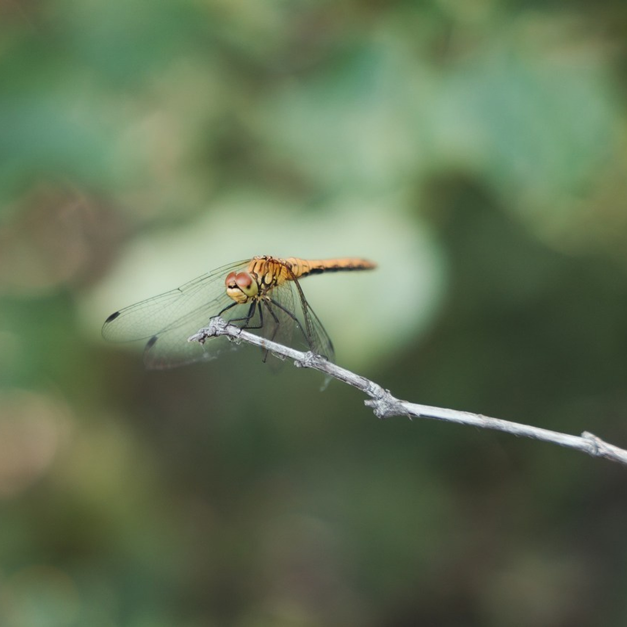 Отзывы. Свадебный фотограф в Саратове Сторожев Слава