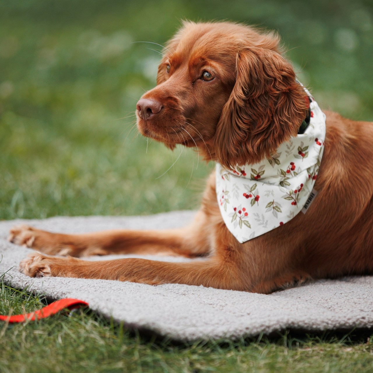 Отзывы. Фотограф анималист Кристина Карпова, Москва