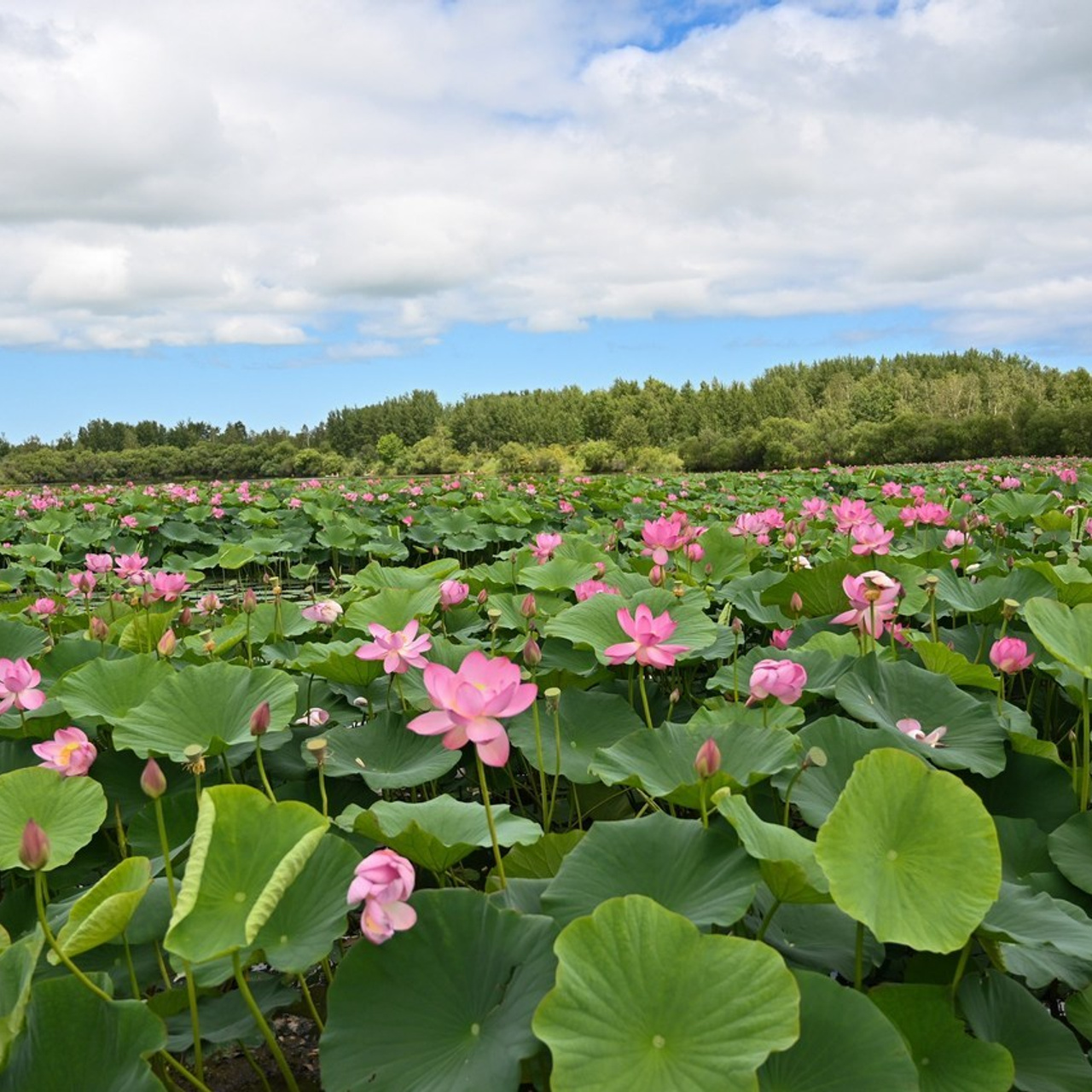 ОТЗЫВЫ. Свадебный и семейный фотограф в Хабаровске Оксана Новикова