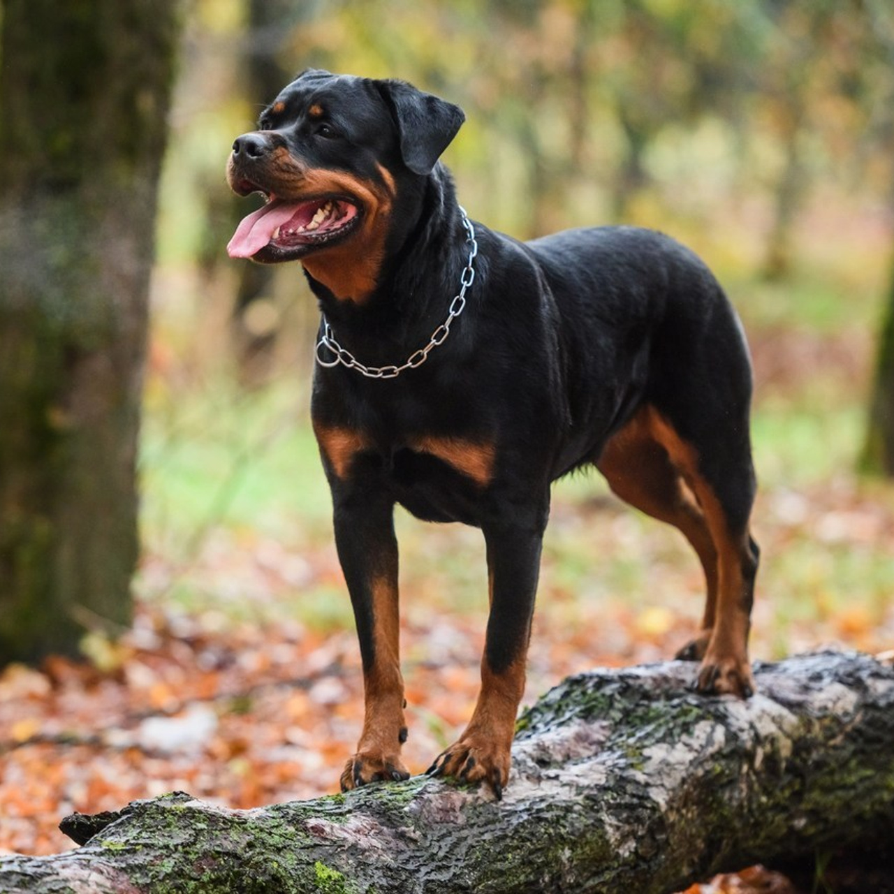 Водгукі. Вясельны і партрэтны фатограф Сяргей Клемянок