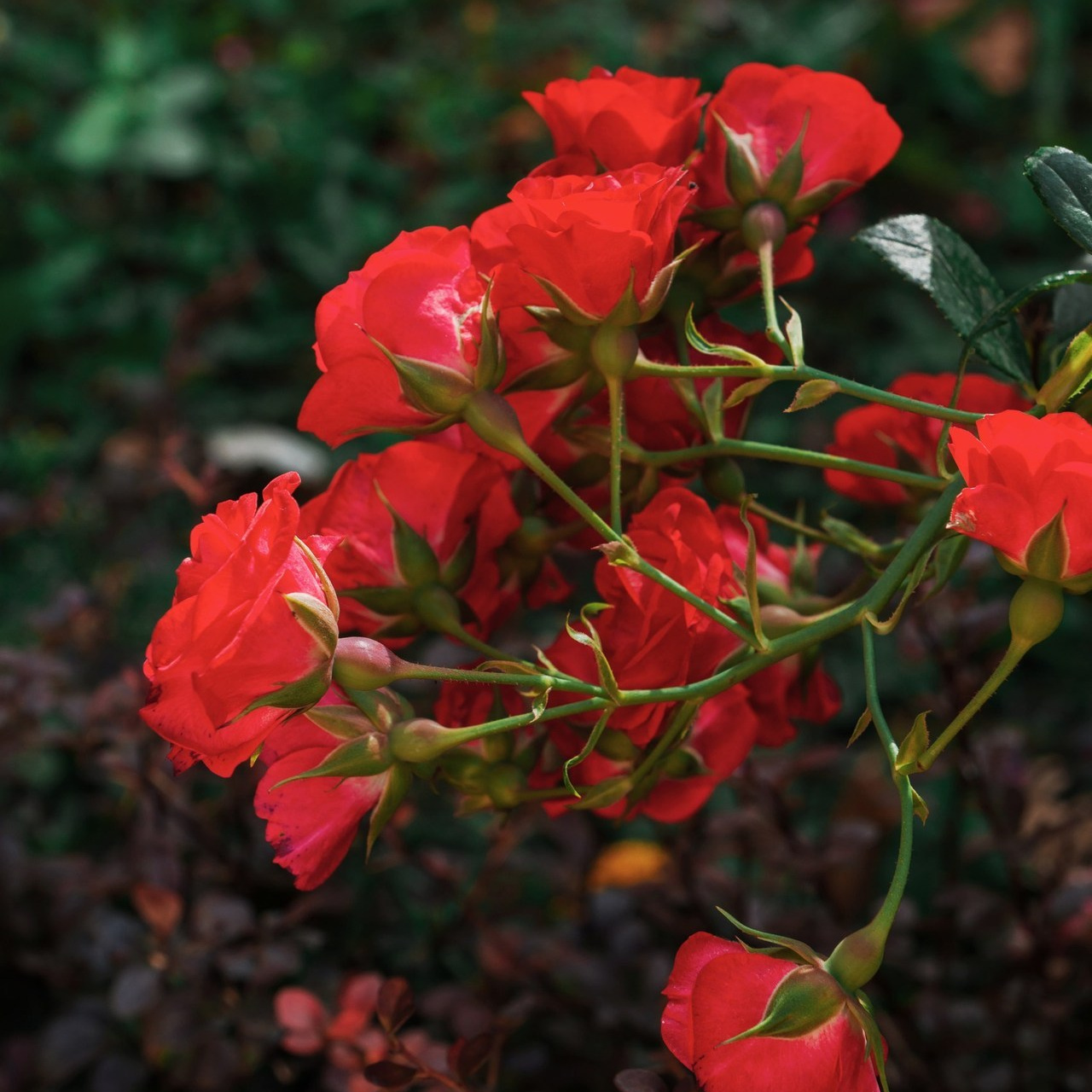 Отзывы. Фотограф Кристина Гришина Рязань
