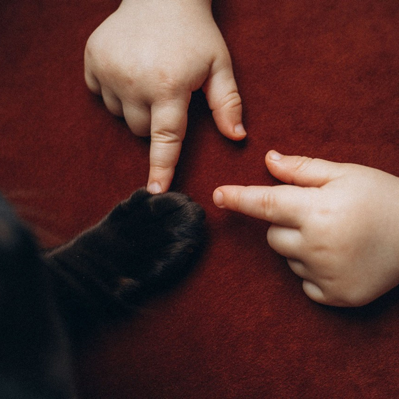 Отзывы. Семейный фотограф и анималист в Москве Анна Иванова