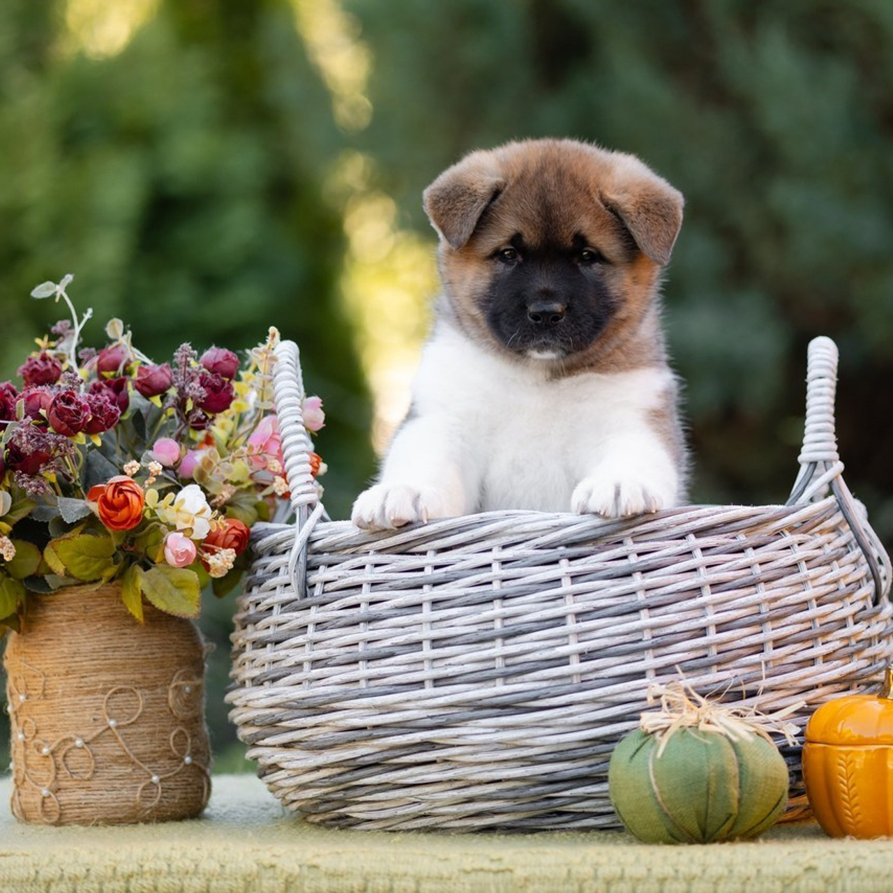 Отзывы. Фотограф-анималист в Краснодаре Маша Мельникова