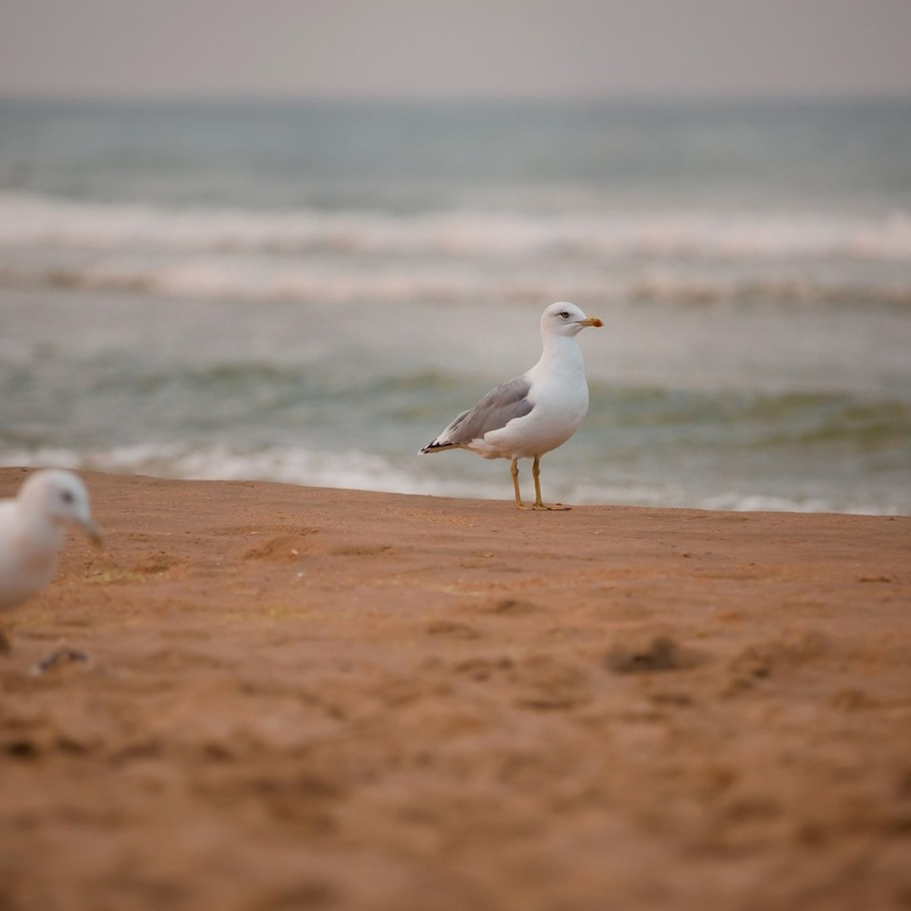 Отзывы. Фотограф-анималист в Краснодаре Маша Мельникова