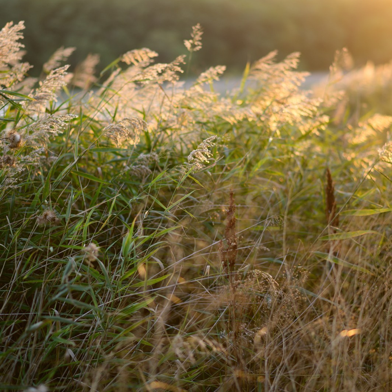 Comments. Свадебный и семейный фотограф в Москве Сергей Фролов