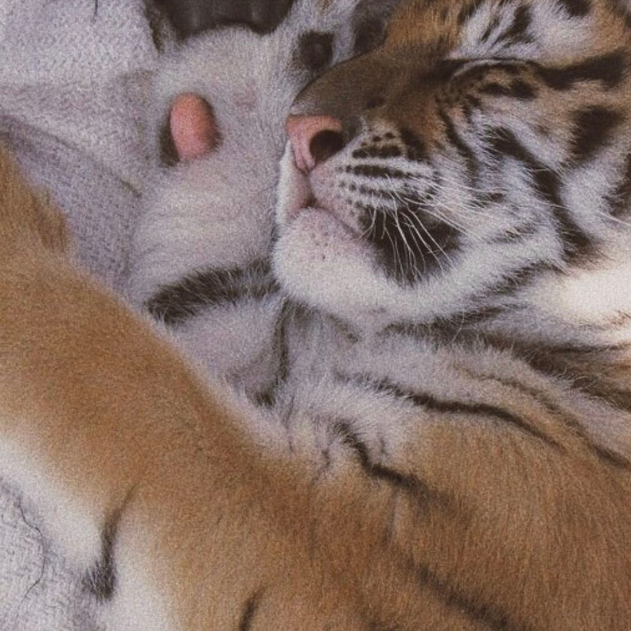 Отзывы. Фотограф новорожденных в Москве Щелково и МО Ангелина Энговатова