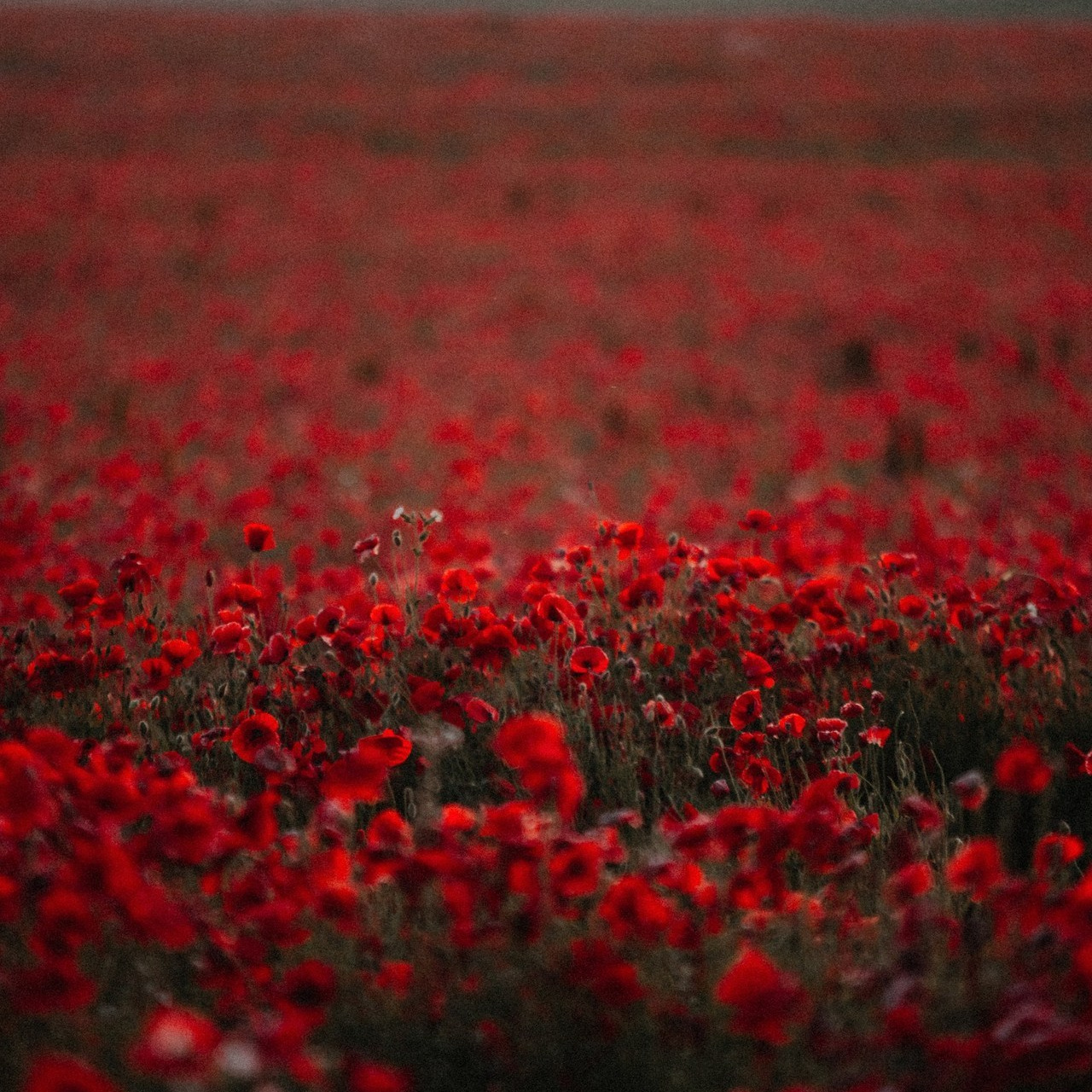 Отзывы. Честные истории о жизни города и его людях