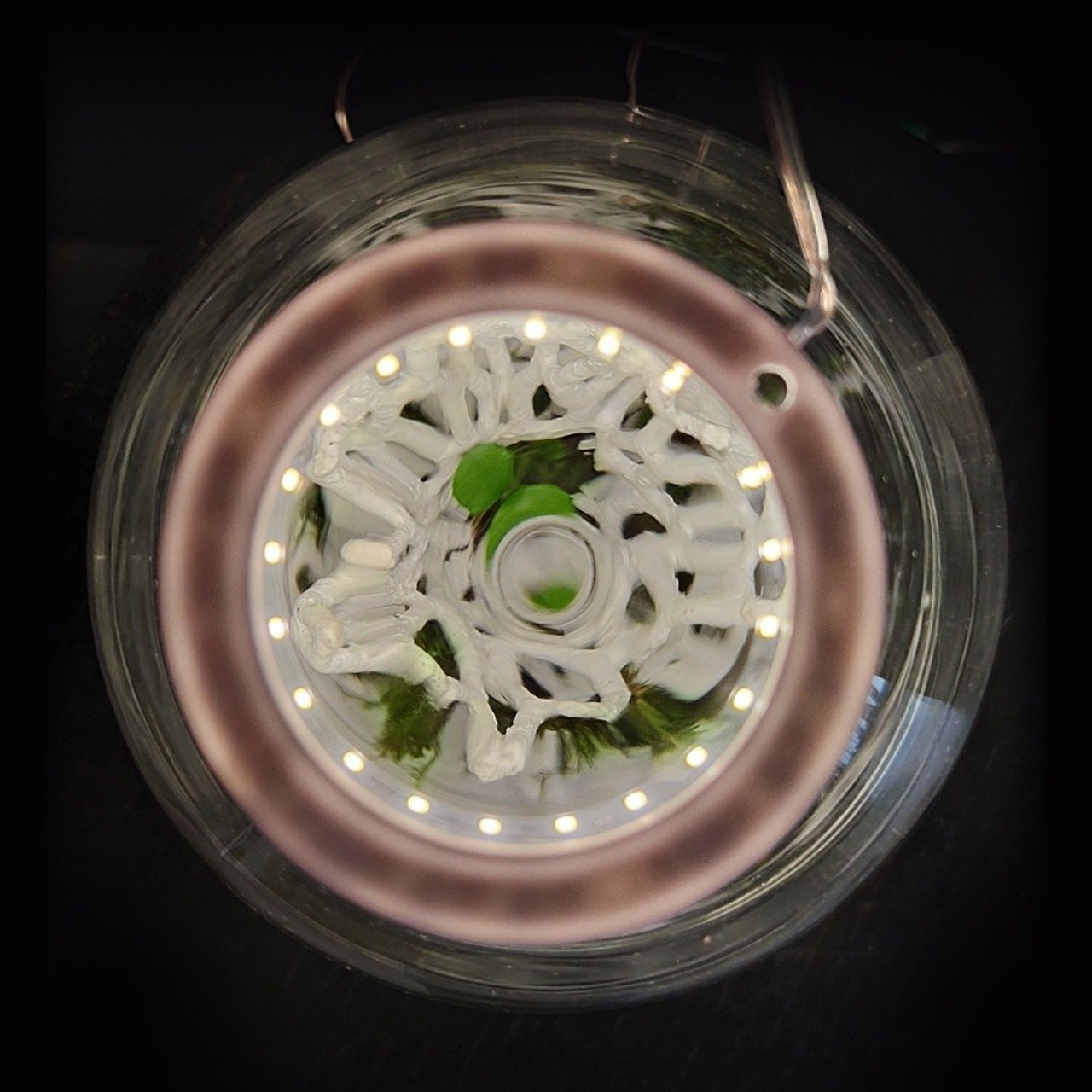 Микрокосм #96. Саша Малышева ● Художник