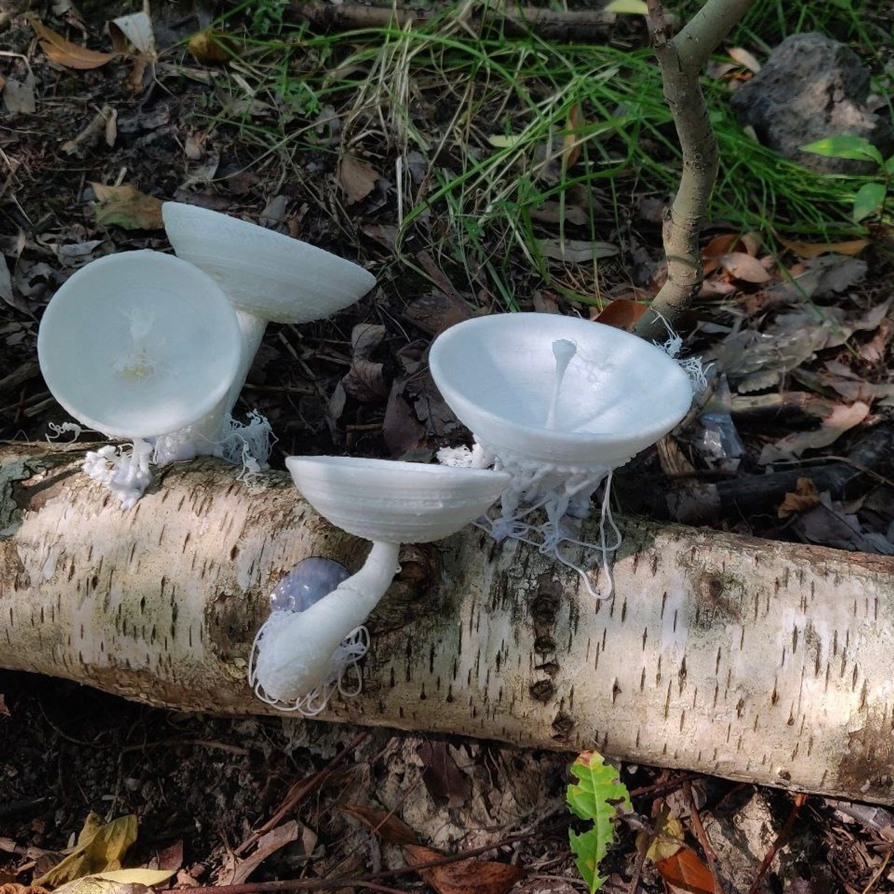 При|родное #79. Саша Малышева ● Художник