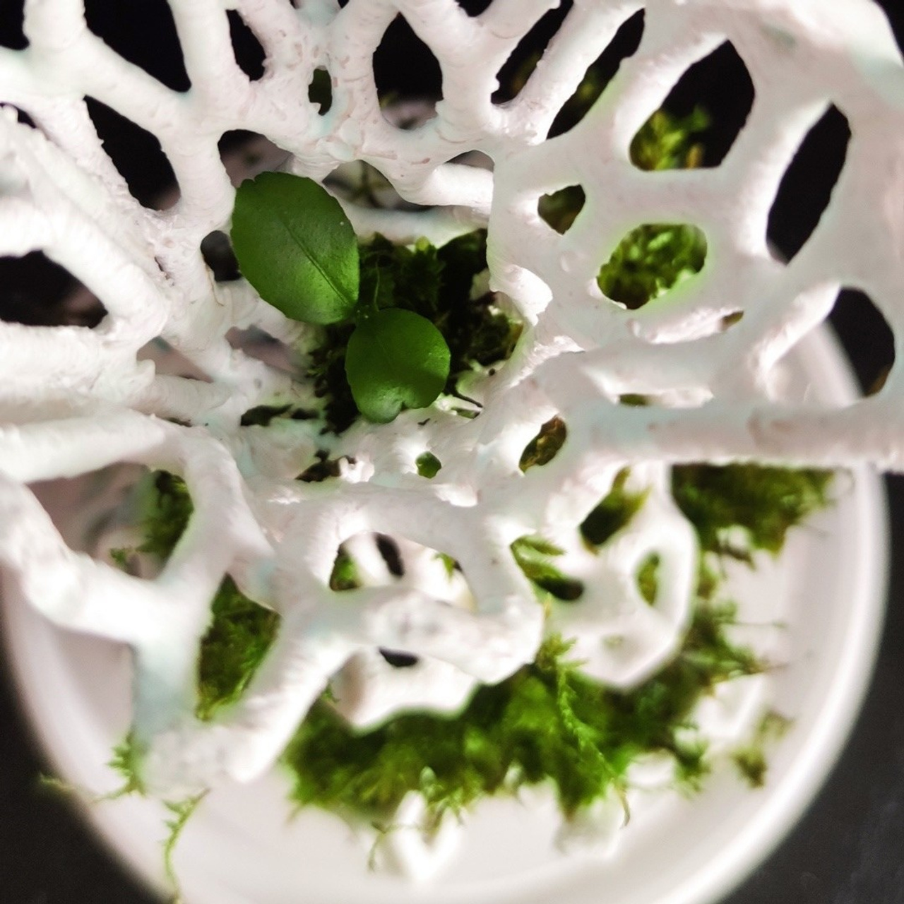 Микрокосм #96