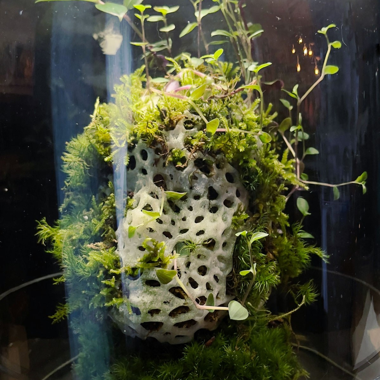 Biosynergy #101. Саша Малышева ● Художник