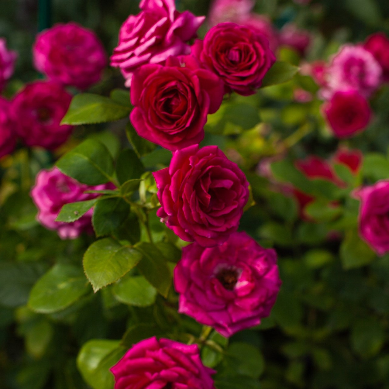 Отзывы. Фотограф в Томске Евгения Гуляева