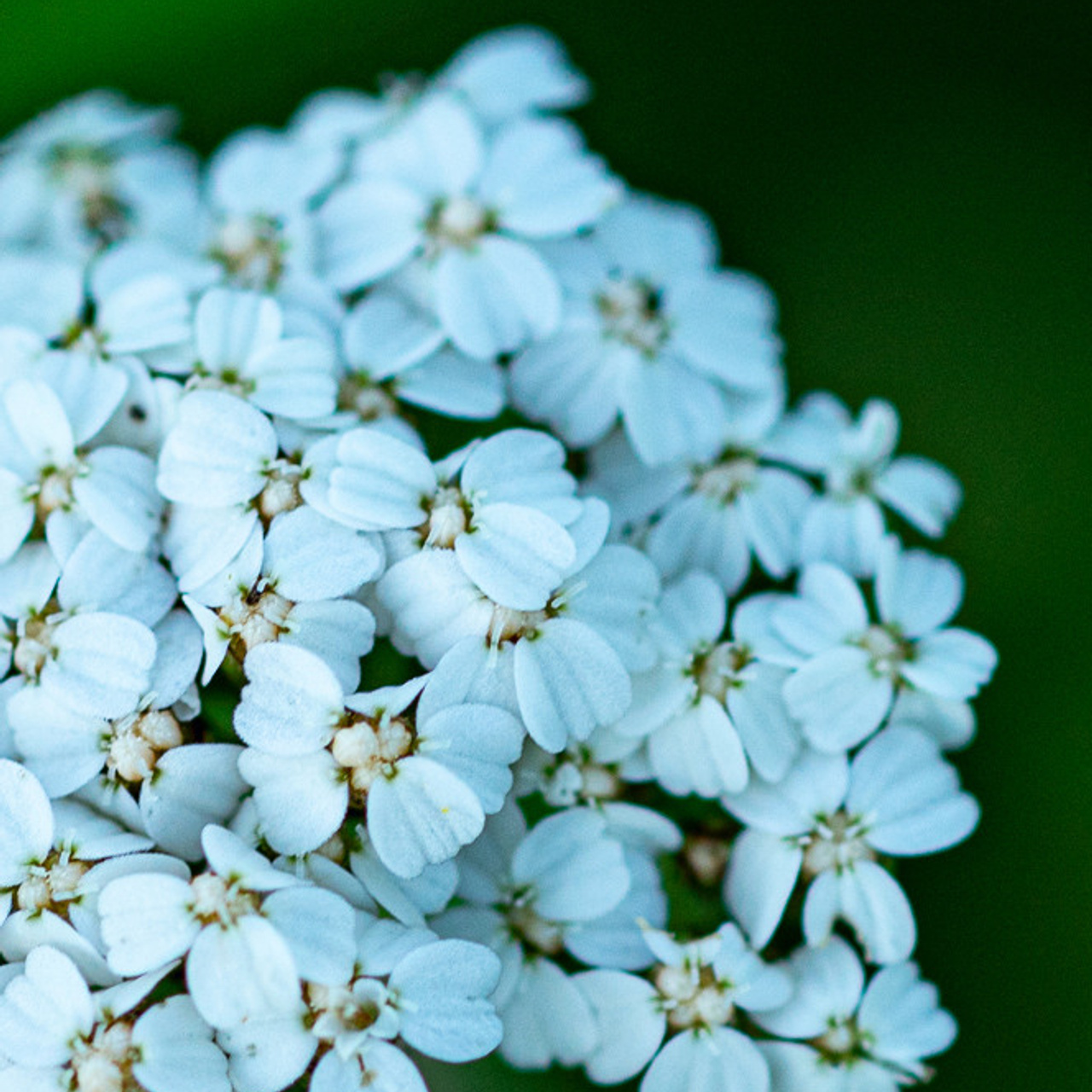 ярко белые цветы на сочно зеленом фоне