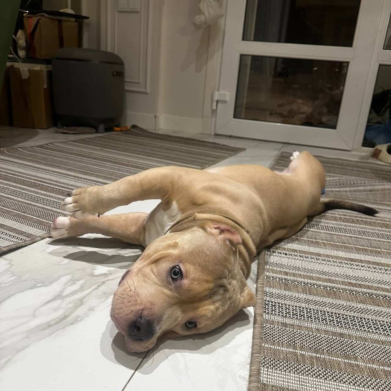 Фотогалерея. SANGRES FRESCA | Питомник американских булли в Москве и Московской области