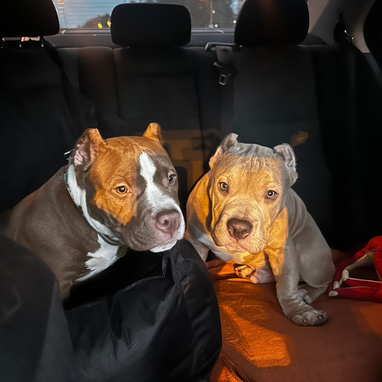 Фотогалерея. SANGRES FRESCA | Питомник американских булли в Московской области