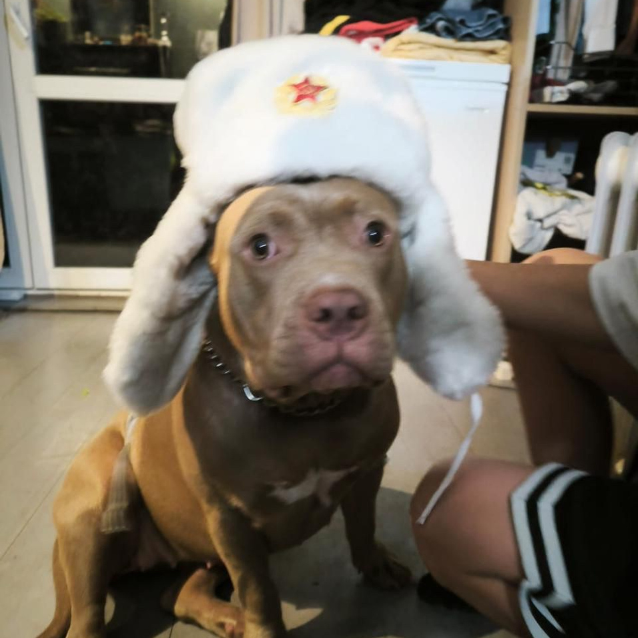 Фотогалерея. SANGRES FRESCA | Питомник американских булли в Московской области