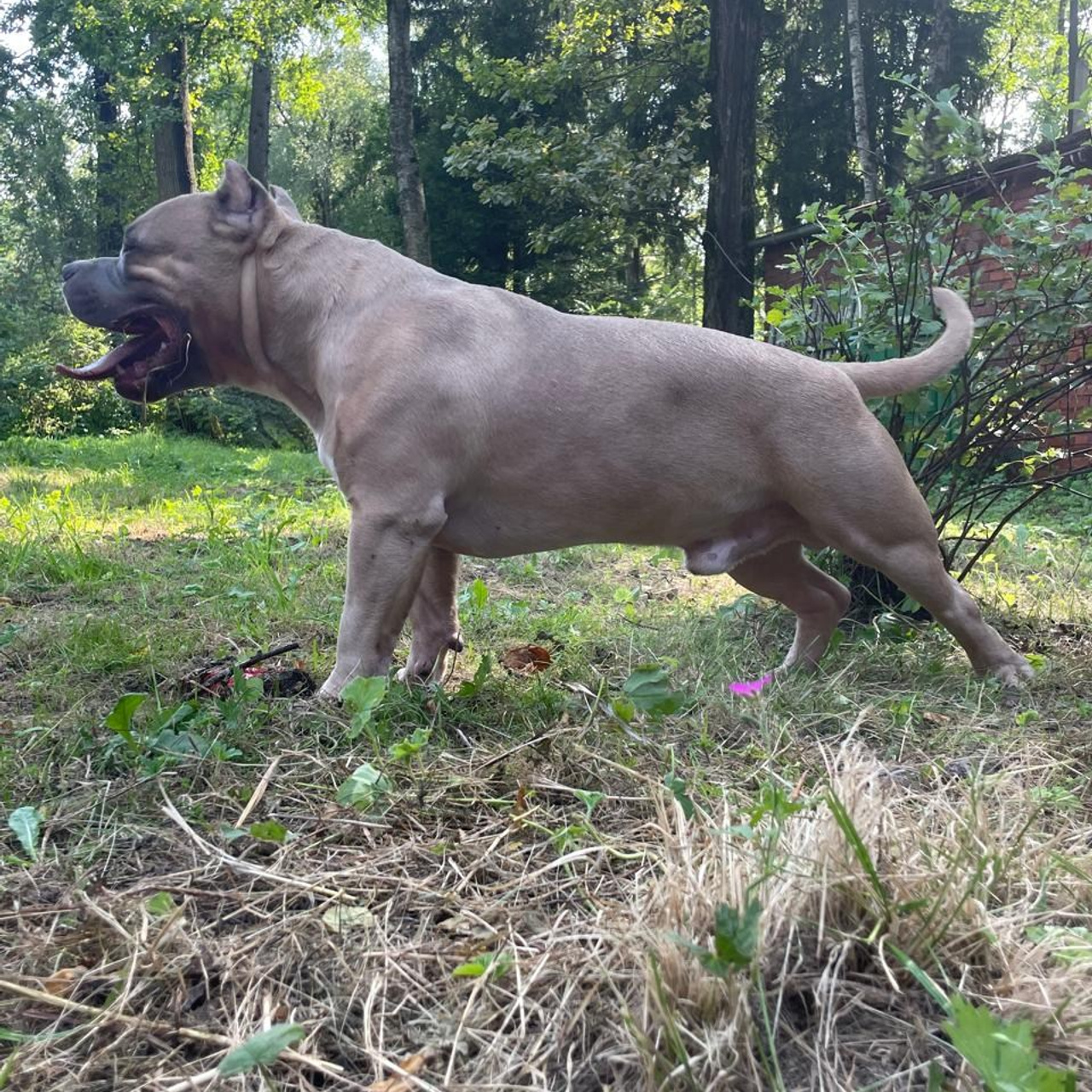 Фотогалерея. SANGRES FRESCA | Питомник американских булли в Московской области