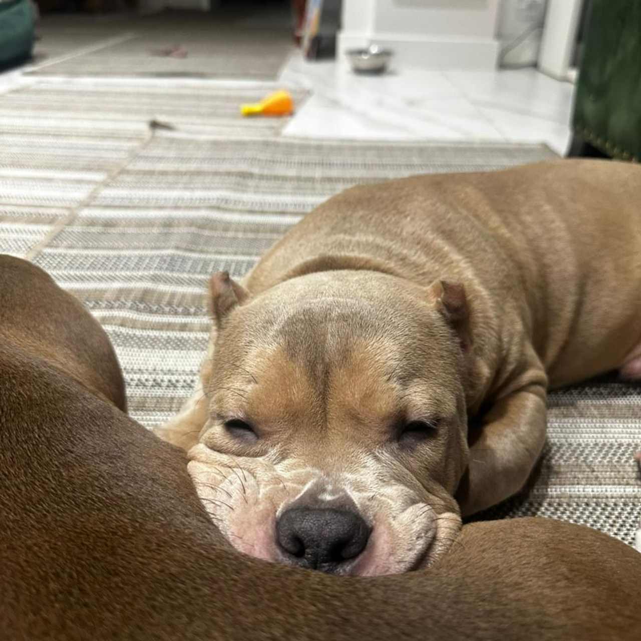 Фотогалерея. SANGRES FRESCA | Питомник американских булли в Московской области