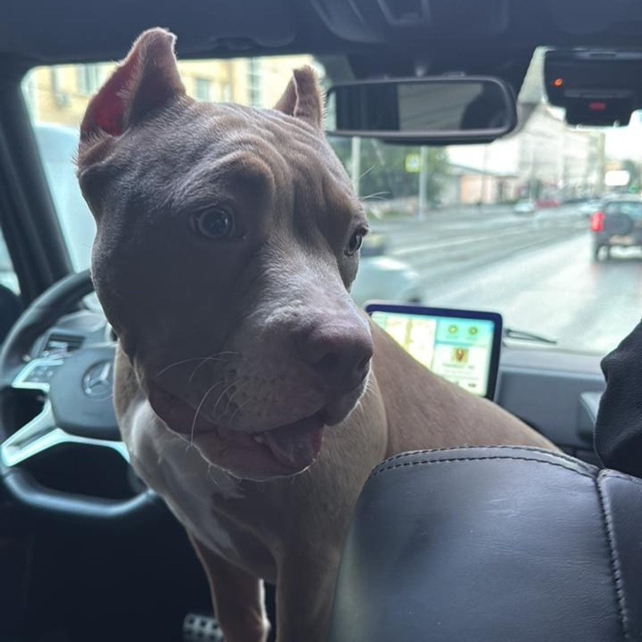 Фотогалерея. SANGRES FRESCA | Питомник американских булли в Московской области