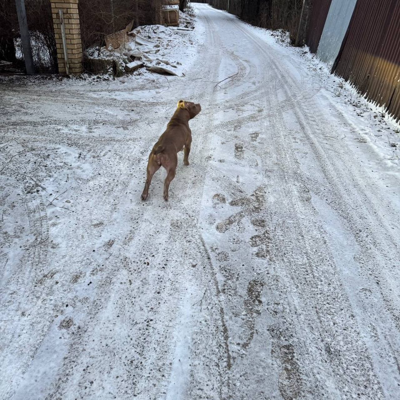 Отзывы. SANGRES FRESCA | Питомник американских булли в Москве и Московской области
