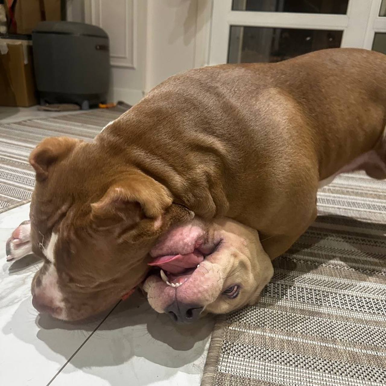 Фотогалерея. SANGRES FRESCA | Питомник американских булли в Москве и Московской области