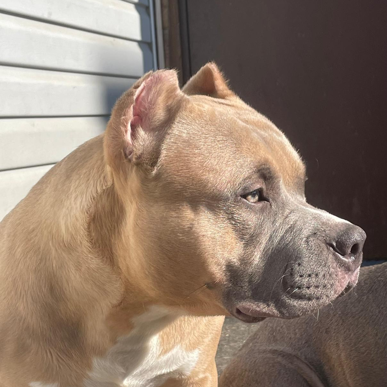 Фотогалерея. SANGRES FRESCA | Питомник американских булли в Московской области