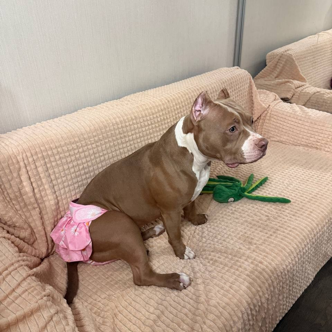 Фотогалерея. SANGRES FRESCA | Питомник американских булли в Москве и Московской области