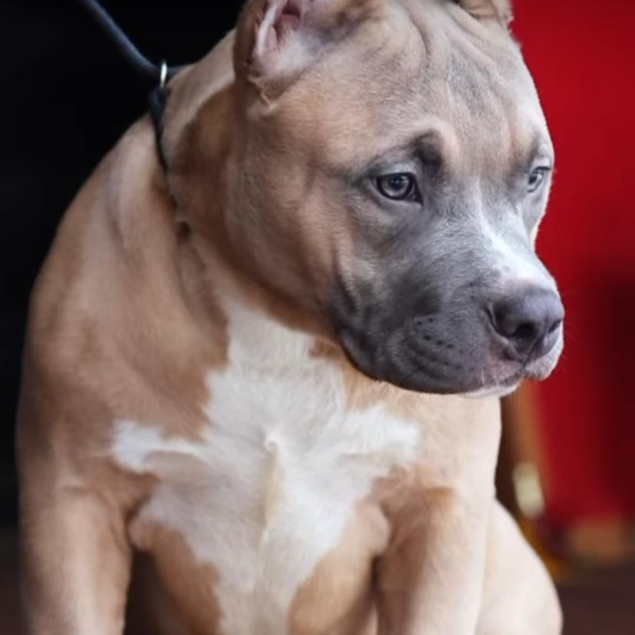 Фотогалерея. SANGRES FRESCA | Питомник американских булли в Московской области