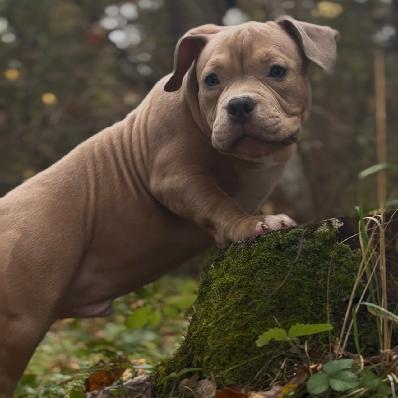 Фотогалерея. SANGRES FRESCA | Питомник американских булли в Московской области