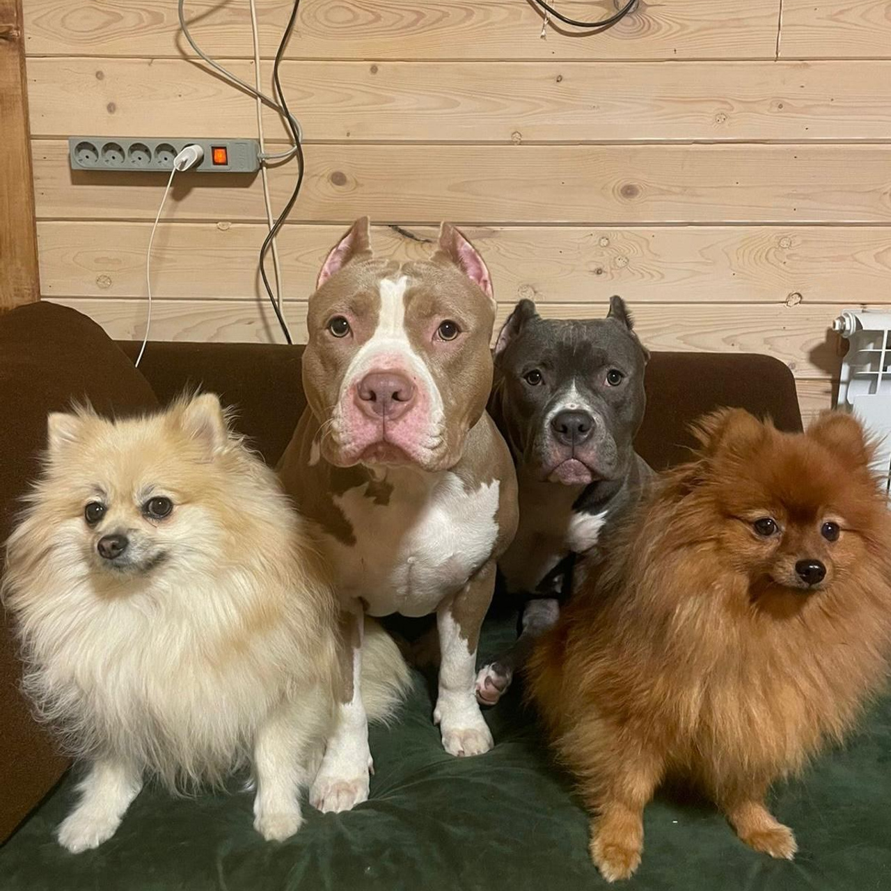 Фотогалерея. SANGRES FRESCA | Питомник американских булли в Московской области