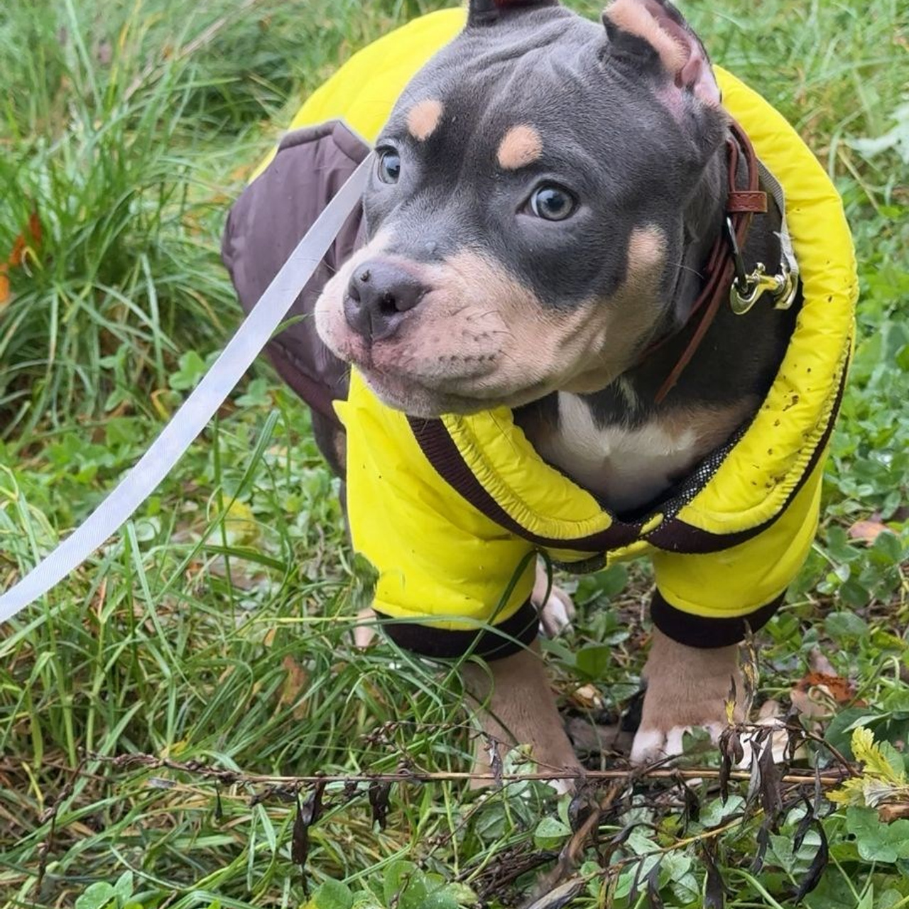 Фотогалерея. SANGRES FRESCA | Питомник американских булли в Московской области