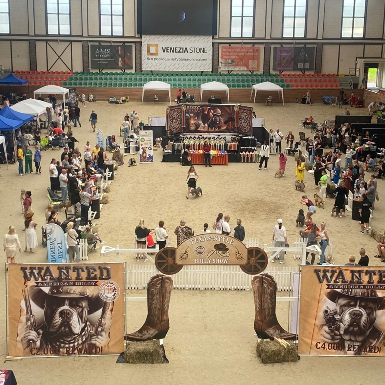 Фотогалерея. SANGRES FRESCA | Питомник американских булли в Московской области